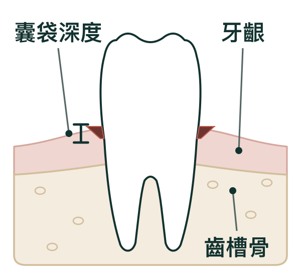 健康:牙齦貼合牙齒,囊袋深度很淺,骨頭包住牙根